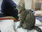 This is my daddy, tabby ASH. He stays wif aunty Jieha (the owner).