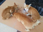 3 Oranges Nuning - Domestic Medium Hair Cat