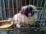 PF58830 - Pekingese Dog