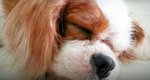 Isabelle - Cavalier King Charles Spaniel Dog