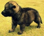 German Shepherd  - German Shepherd Dog Dog