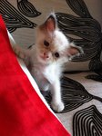 Ragdoll Kitten - Ragdoll Cat