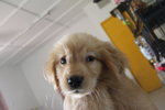 Adorable Golden Retriever Puppy - Golden Retriever Dog