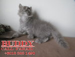 Buddy - Persian Cat