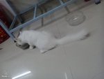 PF59023 - Persian + Turkish Angora Cat