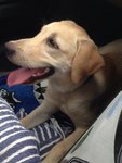 Phoebe - Labrador Retriever Dog