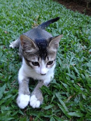 Maya - Ocicat + Singapura Cat