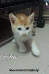 X (Adopted) Renee - Choi-zhai (财仔) - Domestic Short Hair Cat