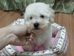 White Toy Poodle - Poodle Dog