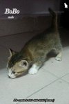 X (Adopted) Renee - Bobo (啵仔) - Domestic Short Hair Cat