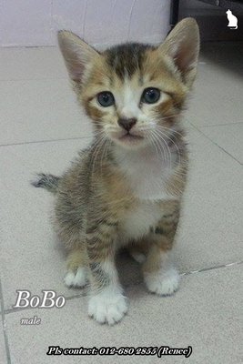 X (Adopted) Renee - Bobo (啵仔) - Domestic Short Hair Cat