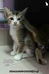 X (Adopted) Renee - Bobo (啵仔) - Domestic Short Hair Cat