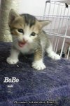 X (Adopted) Renee - Bobo (啵仔) - Domestic Short Hair Cat