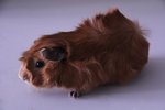 Adopted - Guinea Pig Small & Furry