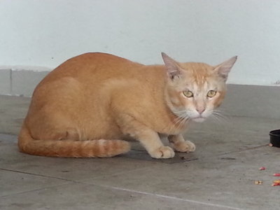 Orange Boy - Tabby Cat