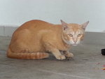 Orange Boy - Tabby Cat