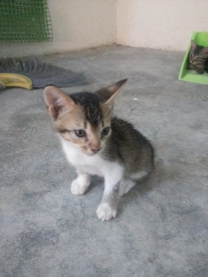 Cute Kittens - Oriental Short Hair Cat