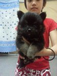 Dark Saber Pom For Sale  - Pomeranian Dog