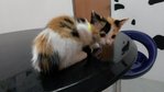Calico Female Kitty - Domestic Medium Hair Cat