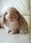 Holland Lop - Orange Doe - Holland Lop Rabbit