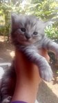 Babies Ibu - Persian + Maine Coon Cat