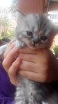 Babies Ibu - Persian + Maine Coon Cat