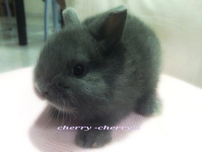 Netherlands Dwart-blue Otter 711 - Netherland Dwarf Rabbit