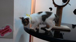Donna Kitty - Domestic Short Hair Cat