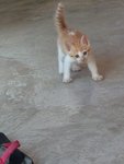 Male Kitten