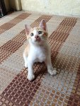 Male Tabby Kitten