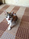 Tabby Male Kitten, Calico Female - Domestic Short Hair Cat