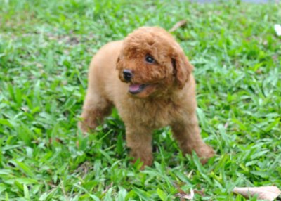 Puppy Toy Poodle - Poodle Dog