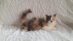 Anjer - Persian Cat