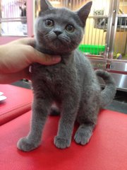 British Shorthair Direct Imported  - British Shorthair Cat