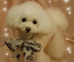 Home Breed Pure White Toy Poodle - Poodle Dog