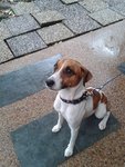 Wang Wang - Jack Russell Terrier Dog