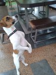 Wang Wang - Jack Russell Terrier Dog