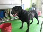PF59680 - Labrador Retriever + Rottweiler Dog