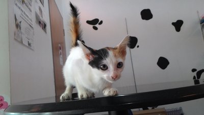 Female Calico Kitten - Domestic Short Hair Cat