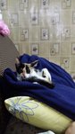 Kecil (Please Read Description) - Calico Cat