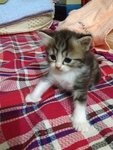Kitty 3 - Persian Cat