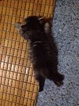Kitty 4 - Persian Cat