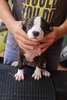 Pure American Bully Puppies - American Staffordshire Terrier + Pit Bull Terrier Dog