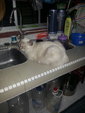 Lolo Lovely - Ragdoll + Siamese Cat