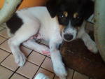 Famale pup ; adopted in Pg 8/8/2009