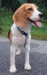 . - Beagle Dog