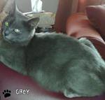 Grey (female)