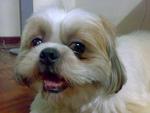 Chelski - Shih Tzu Dog