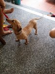 Gizmo - Dachshund Dog