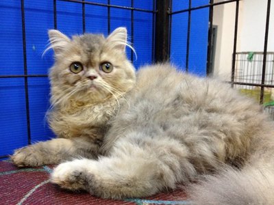 Betty - Persian Cat